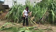 心疼，农村姑娘种的甘蔗被风吹倒了