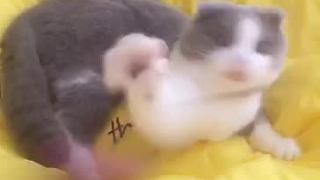 糖糖