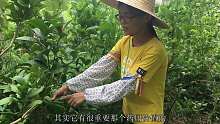 农村女孩种植佛手果，奇形怪状，最头疼的是不知道怎么吃