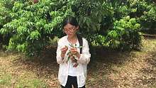 荔枝管理不到位，结的果零零散散，求种植技巧