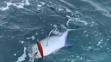 南海，海钓