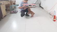 犬加减乘除法训练
