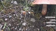 徒步川藏线发现一个巨型蘑菇不知道有毒没有