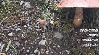 徒步川藏线发现一个巨型蘑菇不知道有毒没有