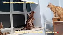 豹猫组花式拆家