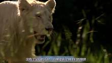 小白狮被赶出族群，流浪时差点被饿死，长大后它向仇敌发起了挑战