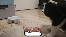 猫咪生骨肉喂食