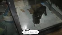 提猫三只奔阳台，过来如厕全公开