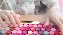 猫咪说：我也想敲键盘