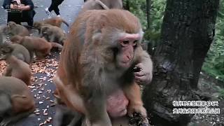熊熊