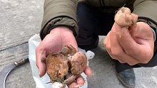 我家乡野生特产，野生松菌