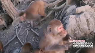 爬山找你們？相煎何太急？