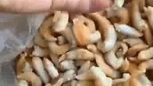 鸟贝