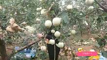 烟台宁宁