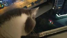 蓝白猫看窗外打灯