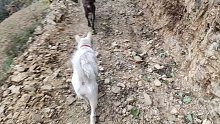 田园犬猎犬，有你喜欢的内容