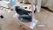 猫秋千浪一波