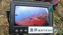 高清看鱼