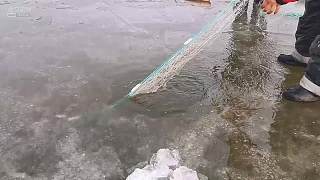 冰下粘网 鱼获满满
