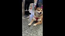 我的小薯条