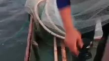 少有的2斤黄脚立鱼