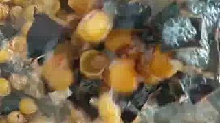 生姜本草防脫發(fā)洗發(fā)水，你還不試試