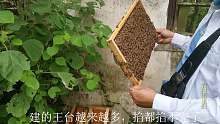 一点小小的失误，差点导致分蜂造成损失，养蜜蜂真是一点大意不得