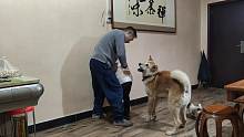 假装打孩子看狗狗的反应，没有想到竟会攻击主人，这狗为什么这样
