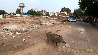 这个地方的猪是养在街头的，是吃垃圾长大的