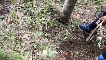 挖冬笋的季节又到了，今天去山上收获还真不少