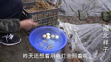 农村大哥捡土鸡蛋，惊喜不断