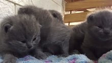15日龄蓝猫宝宝