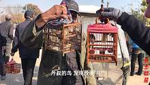 实拍农村鸟市，没见过如此好斗的黄藤鸟，打一早上还想打
