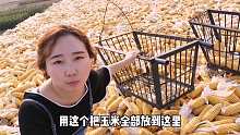沙沙放假回老家掰玉米，一天下来竟然掰1537个，手都肿了！
