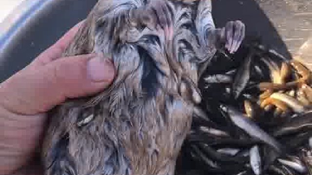 吃鱼神兽.水耗子