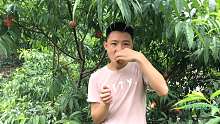 小伙摘桃子，这桃子真脆