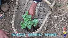 种西瓜苗子