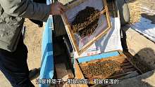 山西农村养蜂人，冬季怎么给蜜蜂保暖，农村大哥有高招
