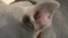 法斗小可爱