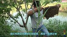 农村大哥收蜜蜂有一手，不穿任何防具，直接手到擒来