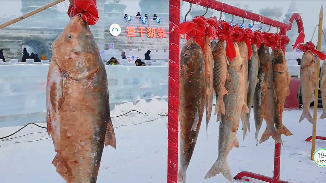 天价！查干湖头鱼竟拍出近300万元。游客：疯了