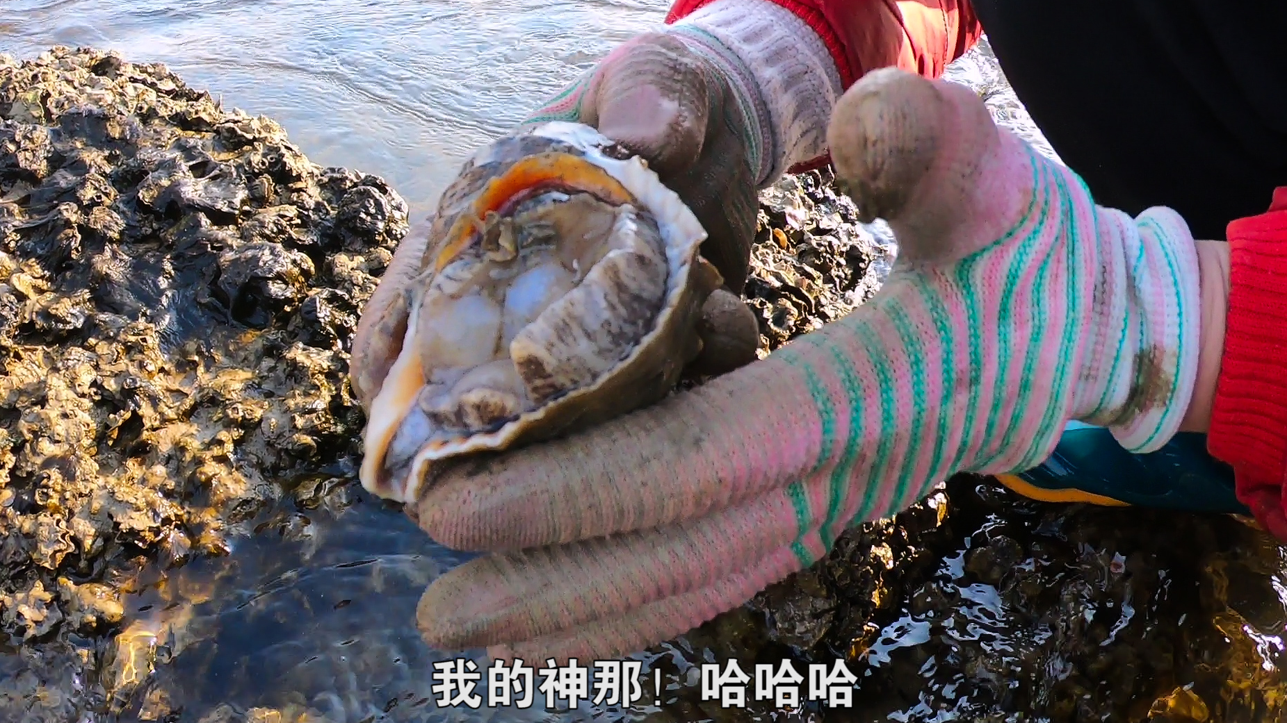 海边捡了大海螺带回家煮，给大梅馋哭了，自给自足的日子又美又香