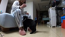 训练小黑坐好才有东西吃