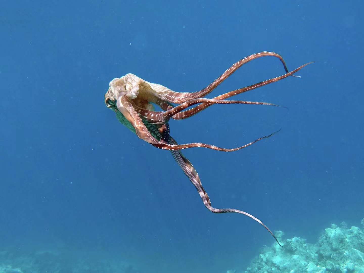 户外赶海