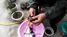 农村小伙听了网友的建议，决定把三角梅原土扒掉，结果还真被猜中