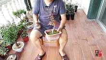 农村小伙在网购的红枫叶子不红，按卖家要求把叶子剪掉，这样行吗