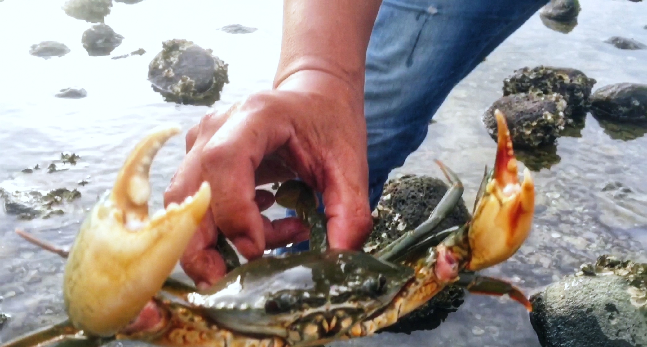 小哥赶海抓到一条可爱的魔鬼鱼，还有很多石斑鱼，乐坏了！