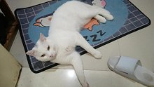 性感小野猫