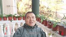 530）草莓苗20191119-1