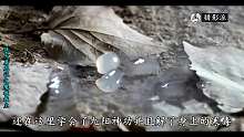 倚天屠龙记之魔教教主